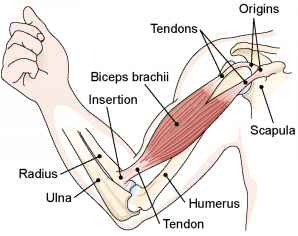 Image result for diagram of bicep muscle