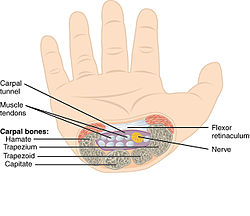 Image result for drawing of anatomy of carpal tunnel