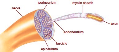 Image result for image of a peripheral nerve in cross section