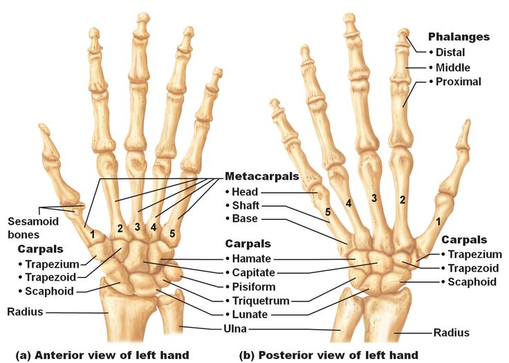 Image result for image of human hand bones