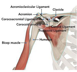 Image result for image of normal shoulder anatomy