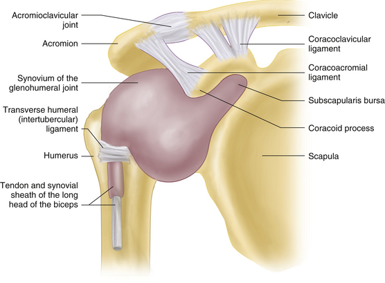 Image result for image of synovium of shoulder