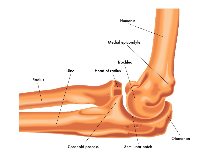 Image result for image of bones of the elbow