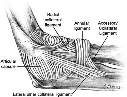 Image result for image of elbow anatomy