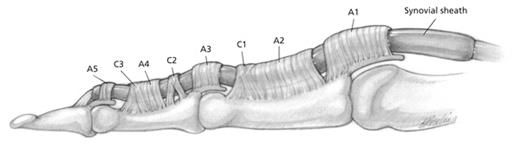 Image result for image of the flexor sheath of fingers
