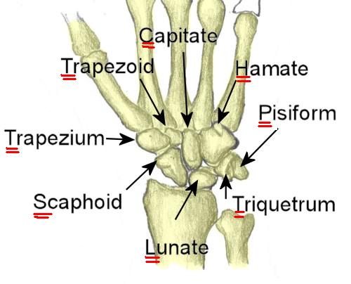Image result for picture of carpal bones