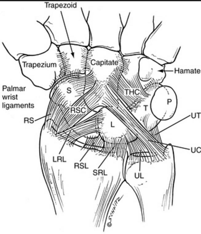 Image result for picture of extrinsic wrist ligaments