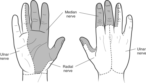 Image result for sensation for median nerve at hand image