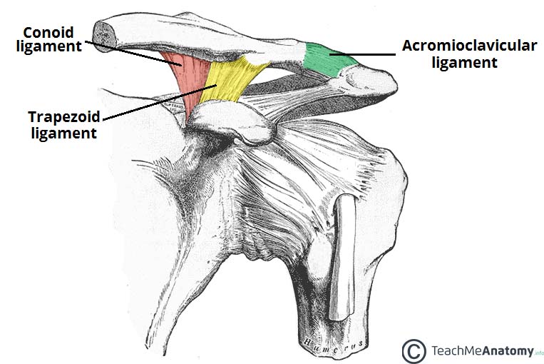 Image result for diagram for ac joint separation