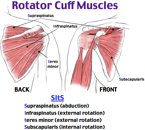 Image result for image drawing of rotator cuff