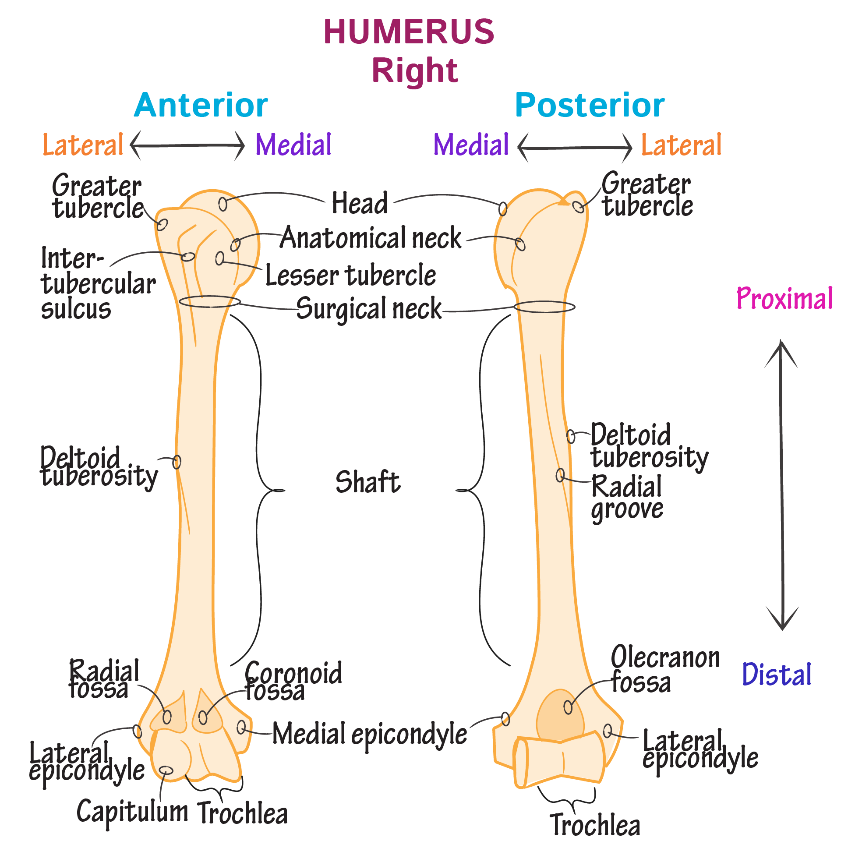 Humerous Shaft - The shaft of the humerus has a posterior, an ...