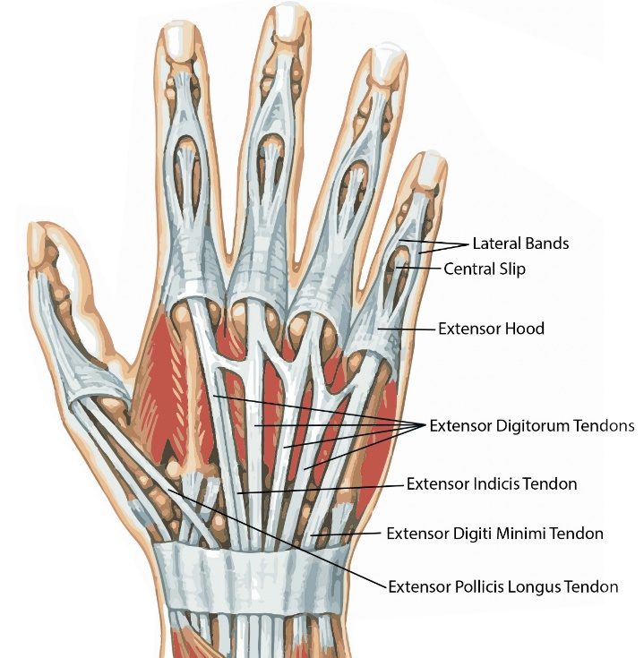 Extensor Tendon Injuries Hand Surgery Hand Specialist Montreal Ottawa Clinic